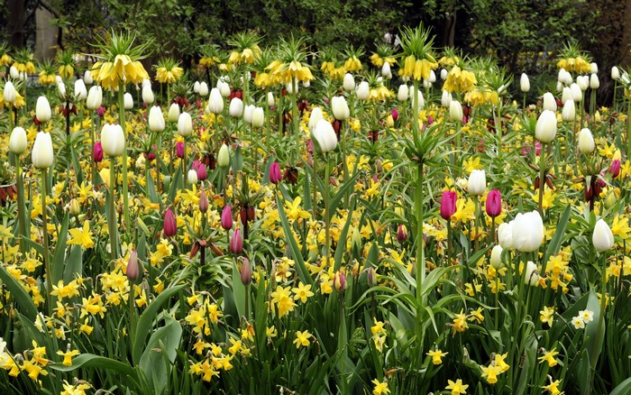 Field of Tulips, Fritillaria, and Daffodils