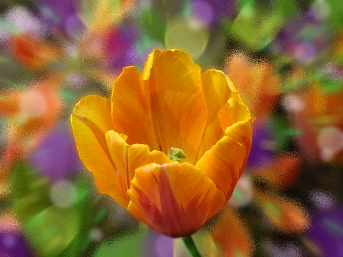 Orange Tulip with Blurred Background