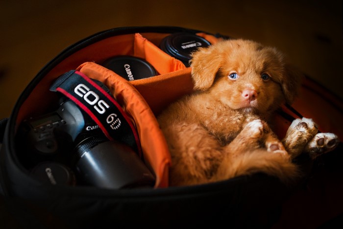 Puppy in a camera bag with Canon EOS camera