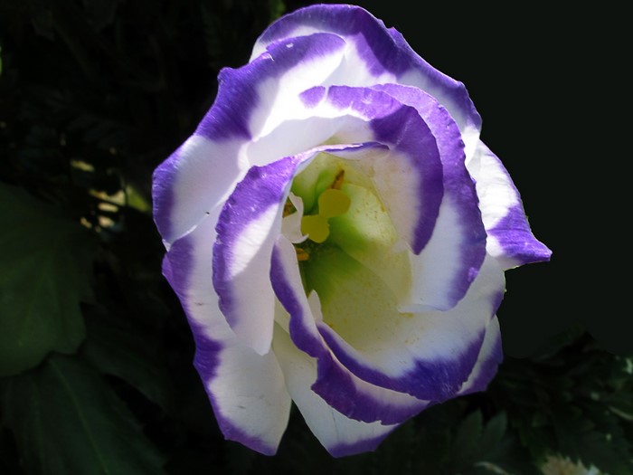 Purple and white Eustoma flower closeup