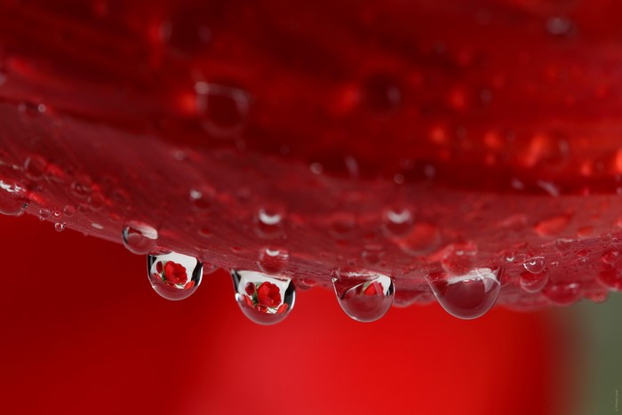 Red flower petal with water drops reflecting flowers