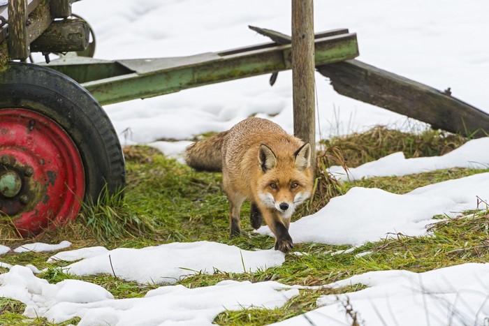 Fox walking in snow near a tractor