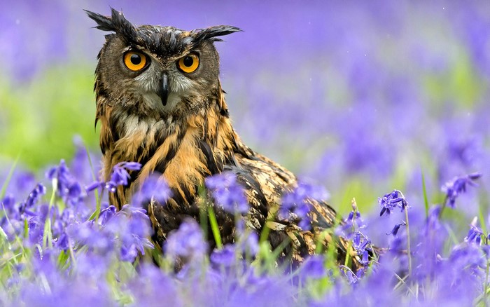 Eurasian Eagle-Owl in Bluebells