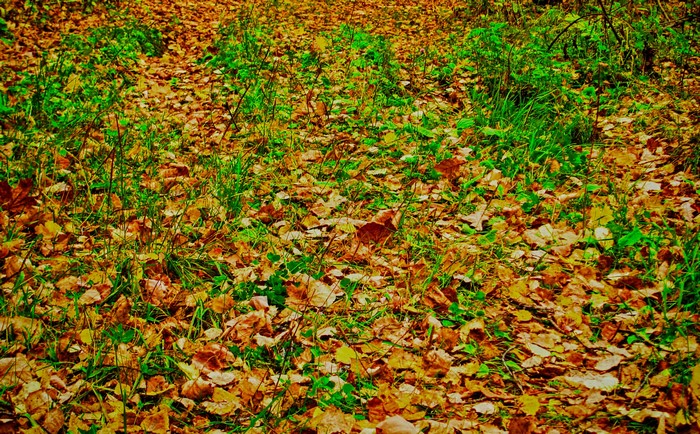 Autumn leaves on the ground with green grass
