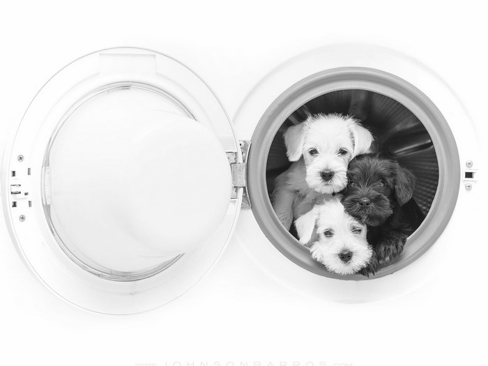 Four Schnauzer puppies in a washing machine