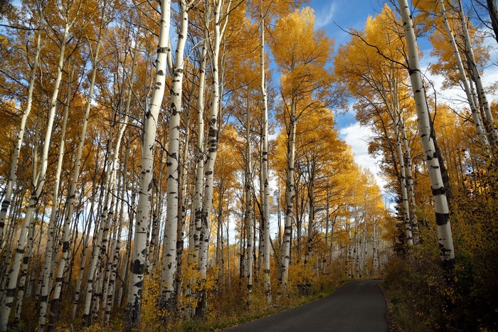 Aspen trees with yellow leaves line a road in autumn