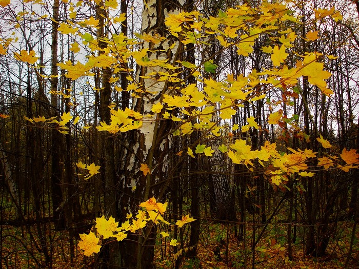 Autumn maple and birch trees in a forest