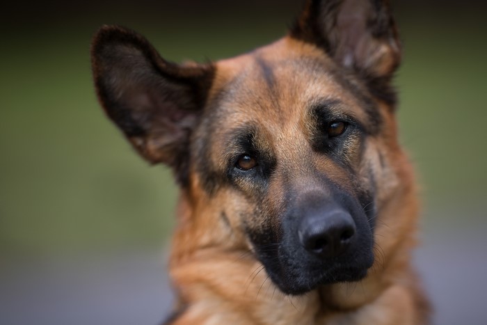 German Shepherd dog with head tilted