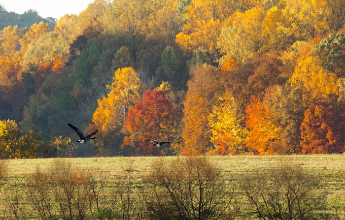 Geese flying over a field with autumn trees