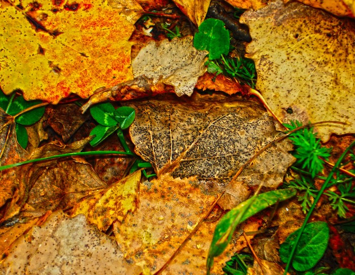 Autumn leaves and clover on the ground