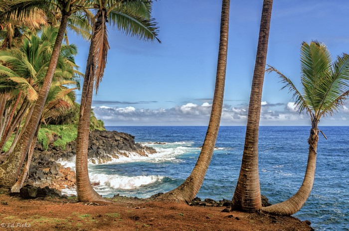 Palm trees on a rocky coast in Hawaii