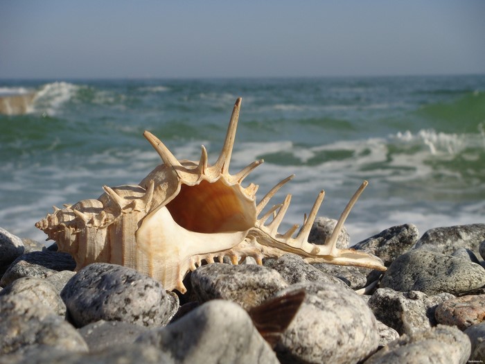 Seashell and Stones by the Ocean Shore