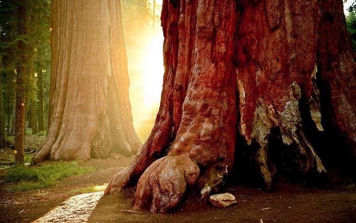 Giant redwood trees in a forest with sun rays
