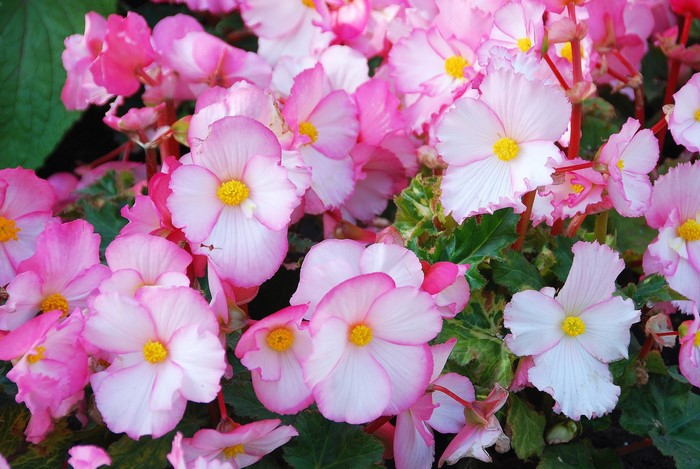 Pink and white begonias with yellow centers
