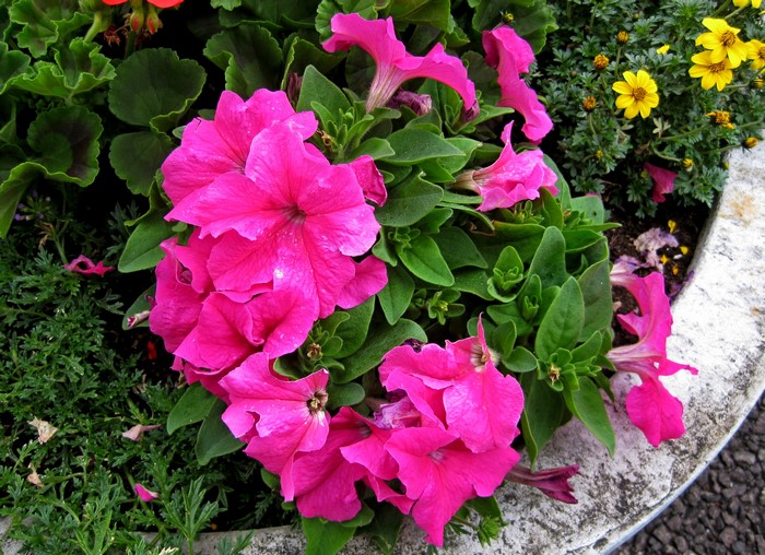 Pink Petunias in a Planter
