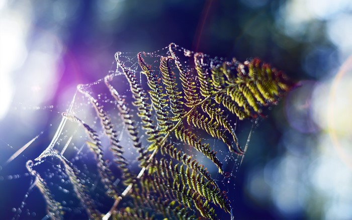 Close-up of a fern frond with a spider web