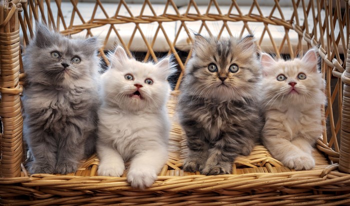 Four fluffy kittens sitting on a wicker bench