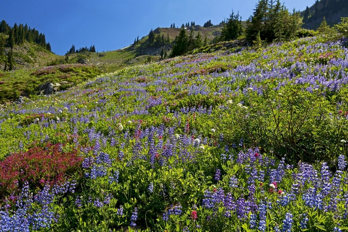 Wildflowers on a Mountain Slope