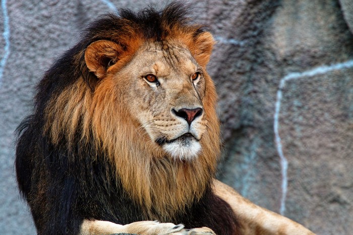 Lion with a dark mane resting near a rock wall