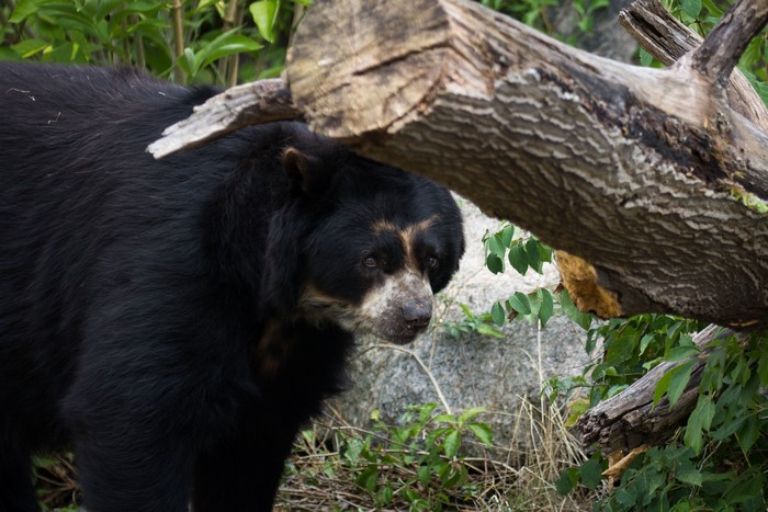 Spectacled bear near a fallen tree