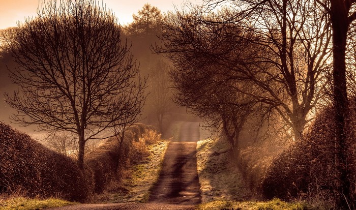 A misty road lined with bare trees in the morning light