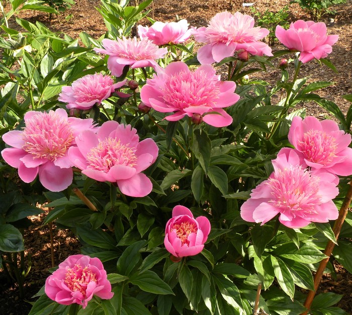 Pink peonies in bloom with green foliage