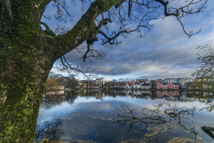 Mossy tree trunk by lake with buildings reflected
