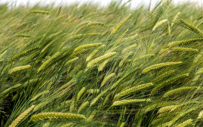 Green wheat field blowing in the wind