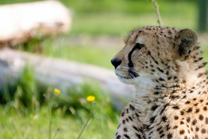 Cheetah in a grassy enclosure with logs