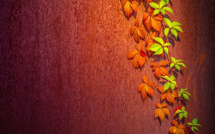 Vine with autumn leaves on a textured wall