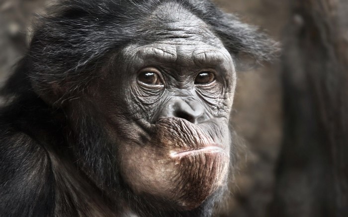 Close-up of a Bonobo's Face
