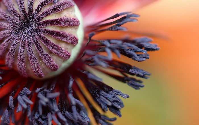 Close-up of a Poppy flower's center