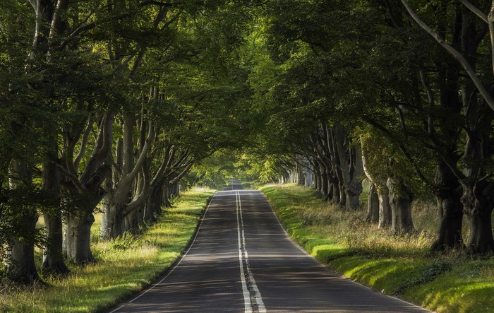 Tree-lined road with sunlight