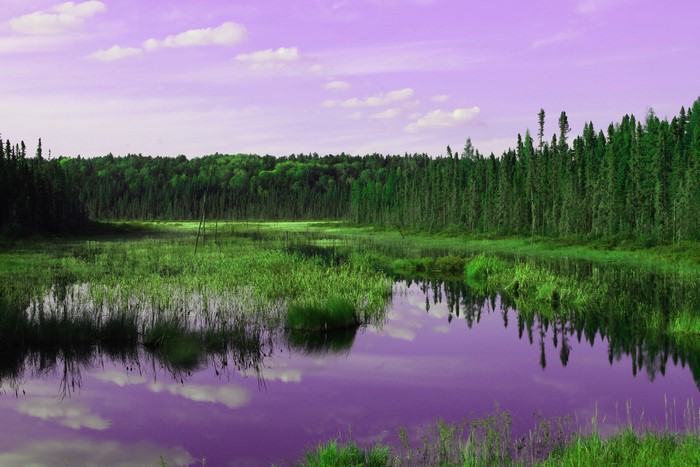 Purple sky over a forest and marshy lake