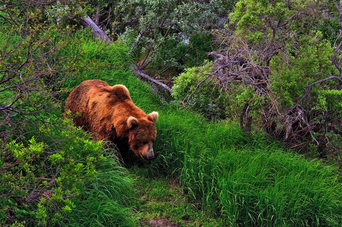 Brown bear walking through a green forest