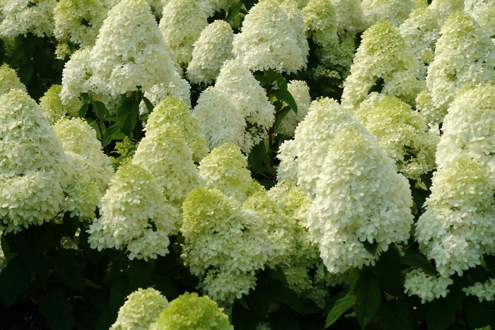 Many white hydrangeas in bloom