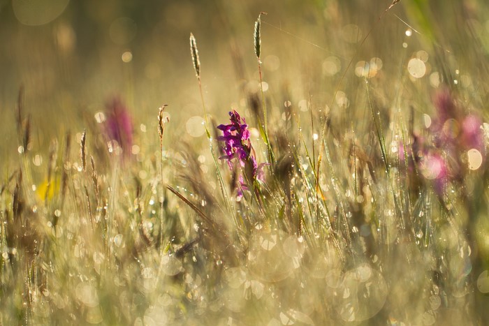 Wildflowers and grass with dew drops in sunlight