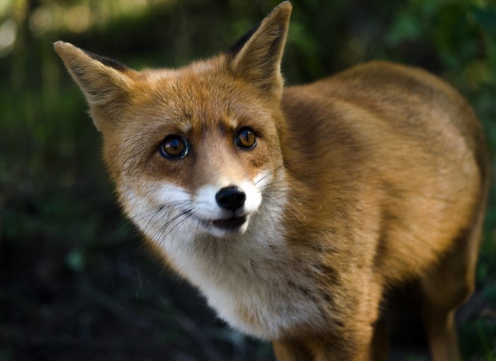 A fox looks into the camera