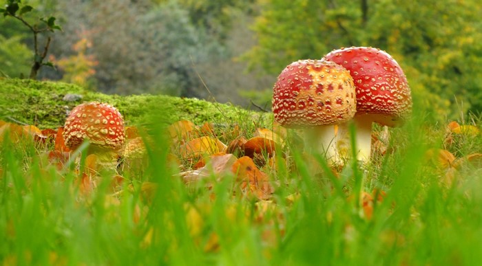 Amanita mushrooms in grass with autumn leaves