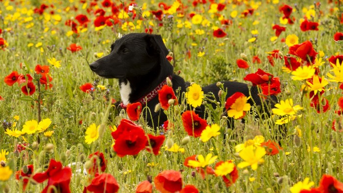 Black dog lying in a field of poppies and yellow flowers