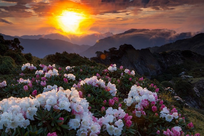 Mountain landscape with flowers at sunset