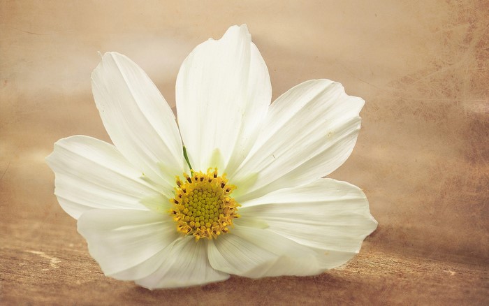 White Cosmos flower on textured background