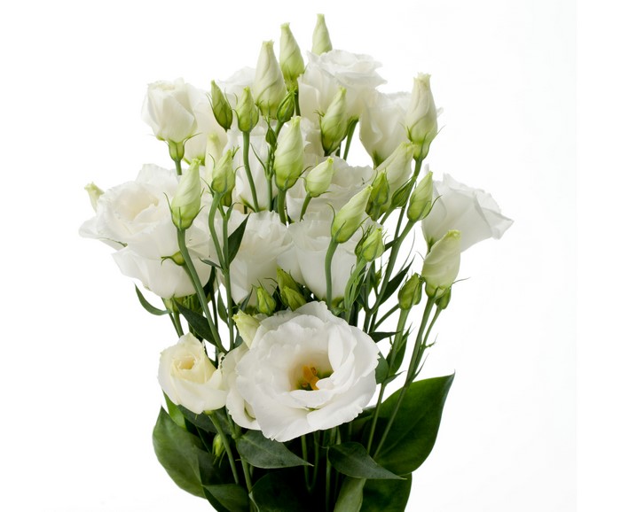 White Eustoma Bouquets with Flower Buds