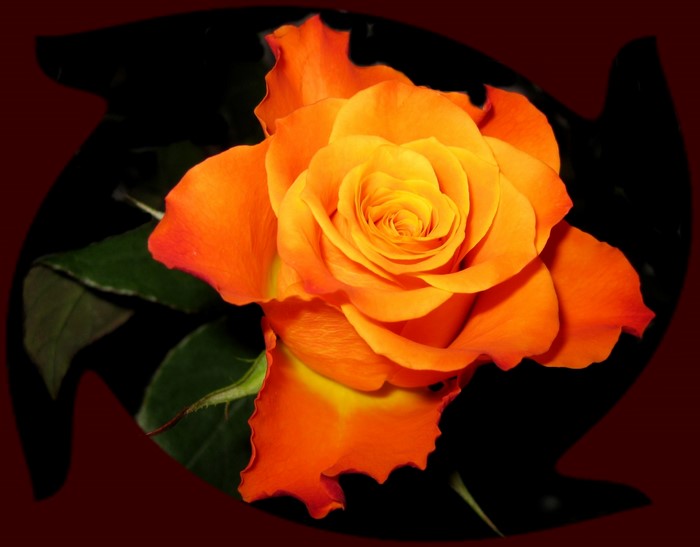 Close-up of an orange rose with dark background