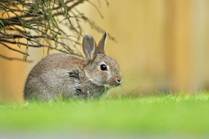 A rabbit sits in the grass near a bush