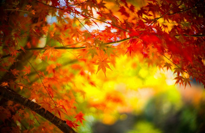 Autumn Maple Leaves on Branches