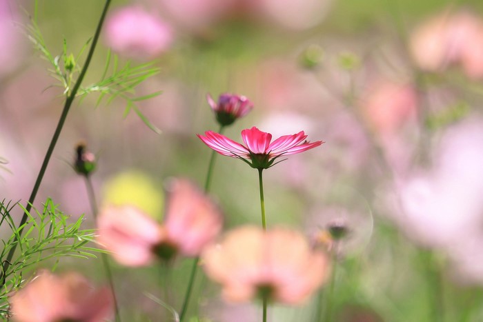 Pink Cosmos flowers in a field