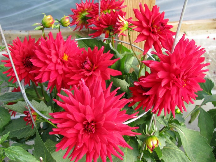 Red Dahlias in a garden