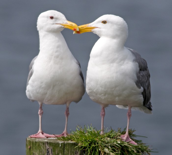 Two seagulls sharing food on a post