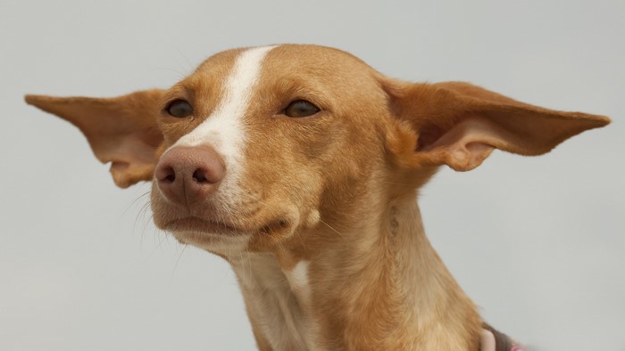 Pharaoh Hound dog with large ears